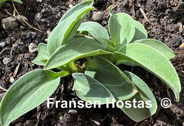 Hosta Macho Mouse